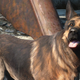 Dogmeat as seen in Fallout 4.